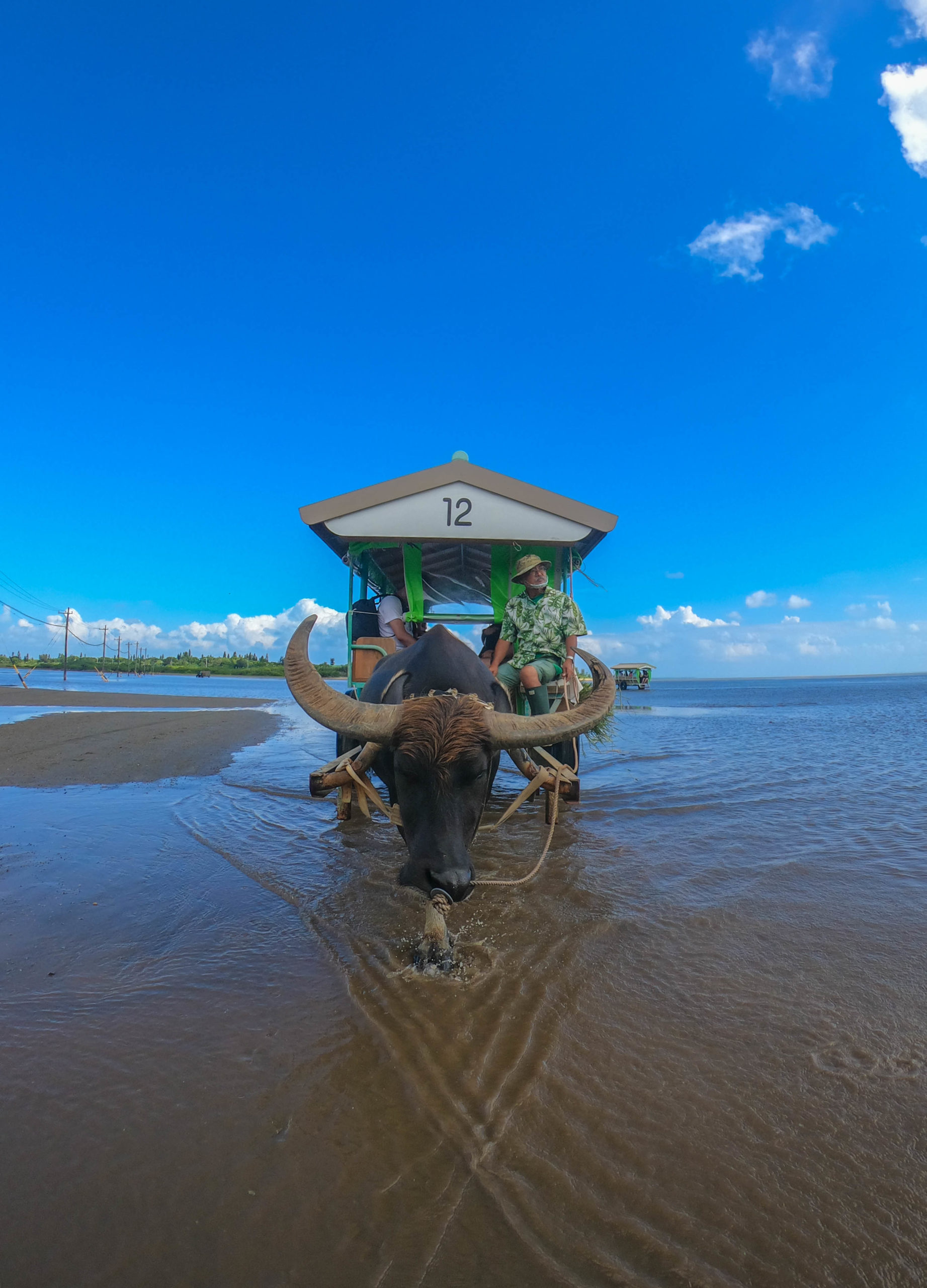 西表島から水牛車で海を渡る由布島 その魅力を徹底解説 西表島 Adventure Pipi ピピ