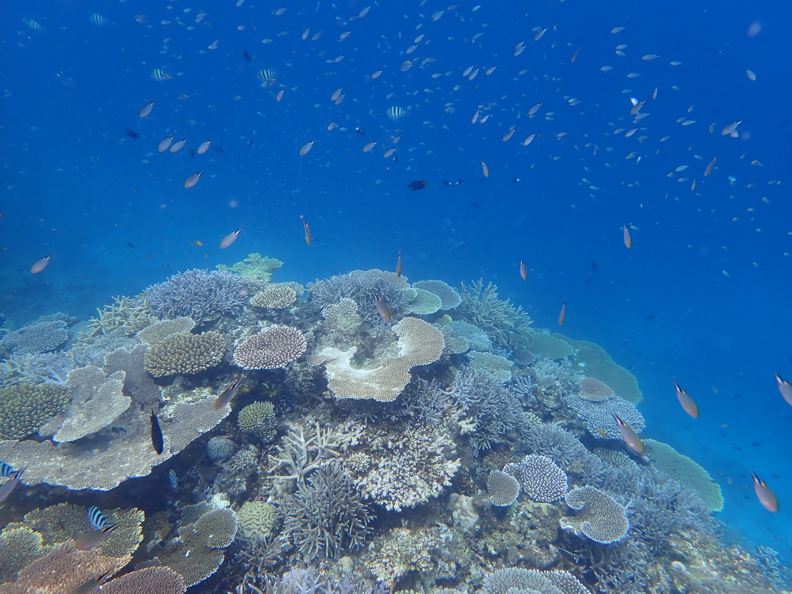 西表島の生き物 海編 西表島 Adventure Pipi ピピ