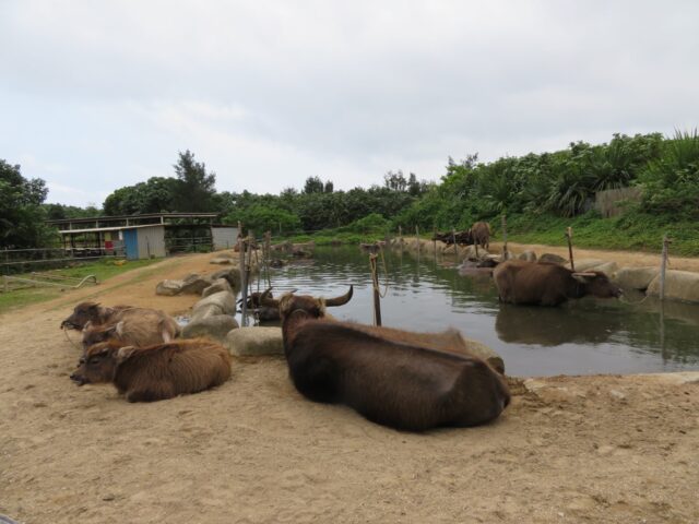 由布島　水牛の池