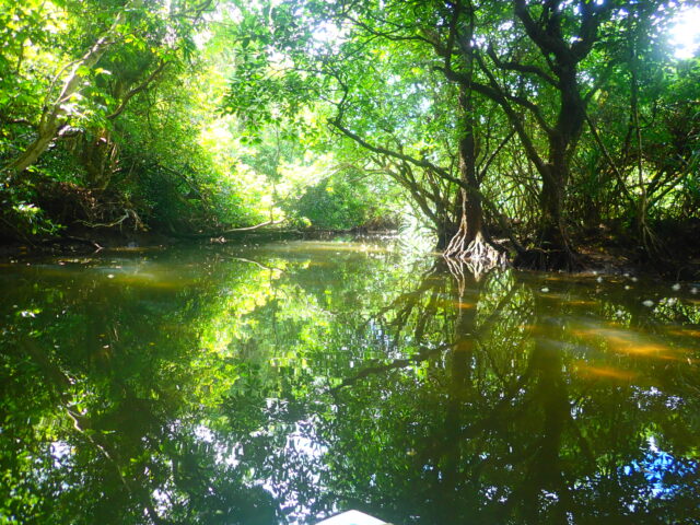 西表島のマングローブ川