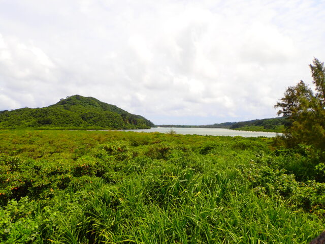 西表島ジャングル