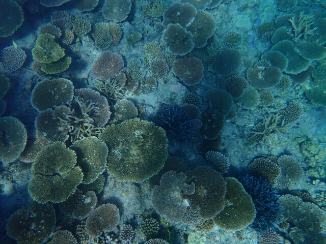 サンゴ