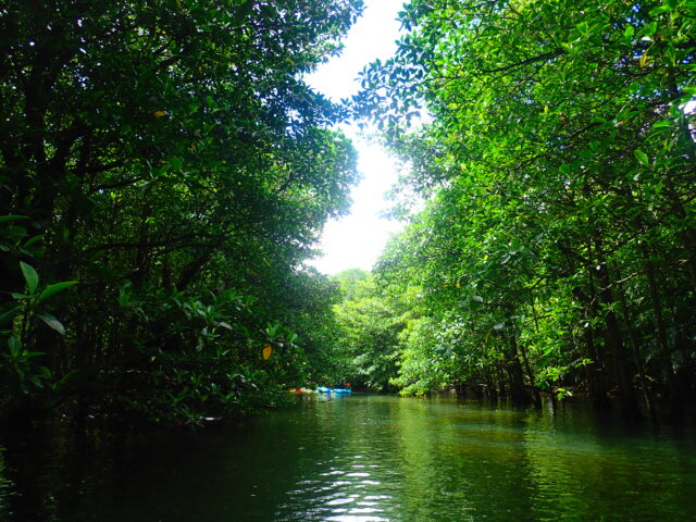 西表島のマングローブ川