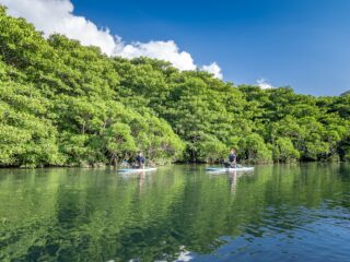 【1日】サンガラの滝を目指すジャングルSUP/カヌー＆由布島観光セットツアー