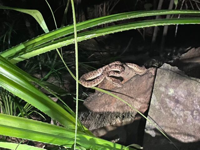 ナイトツアー、ハブ