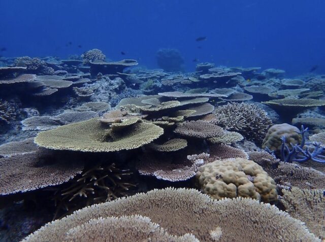 バラス島シュノーケル　サンゴ