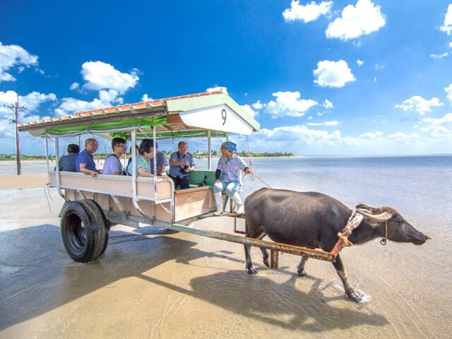 西表島の水牛車(由布島観光)