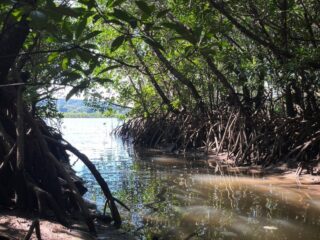 【半日】西表島のド定番！世界遺産を冒険するマングローブカヌー！