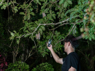 【期間限定】一晩で散る幻の「一夜花」サガリバナ鑑賞ナイトツアー