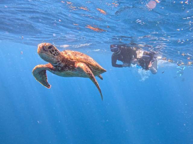 バラスシュノーケル