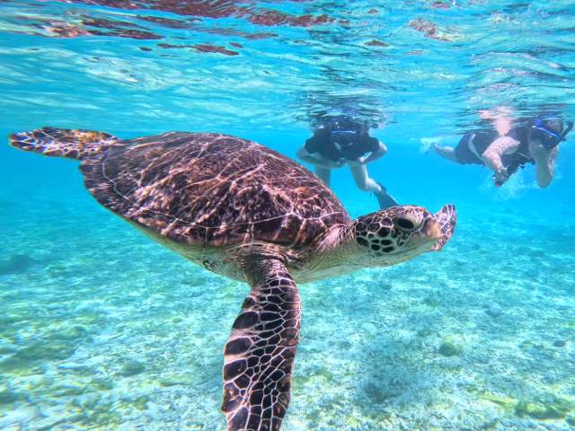 バラスシュノーケル ウミガメ
