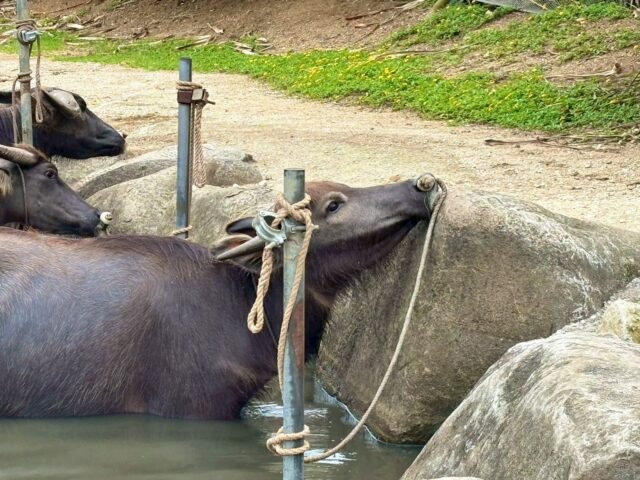 水牛　由布島