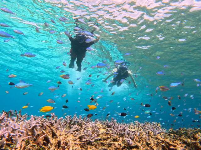 バラスシュノーケル