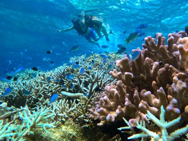 バラスシュノーケル