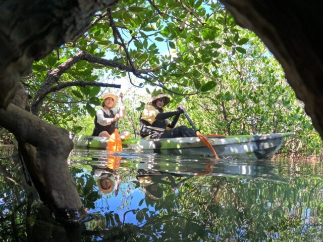 マングローブカヌー